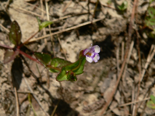 {Torenia crustacea}